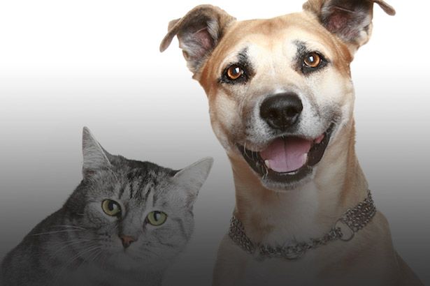 Visita de animais em hospitais